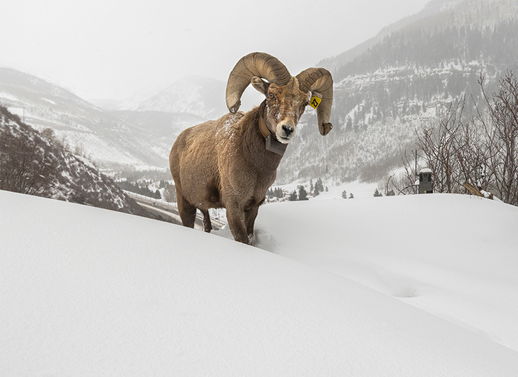 Todd Winslow Pierce photograph of Bighorn Sheep in East Vail